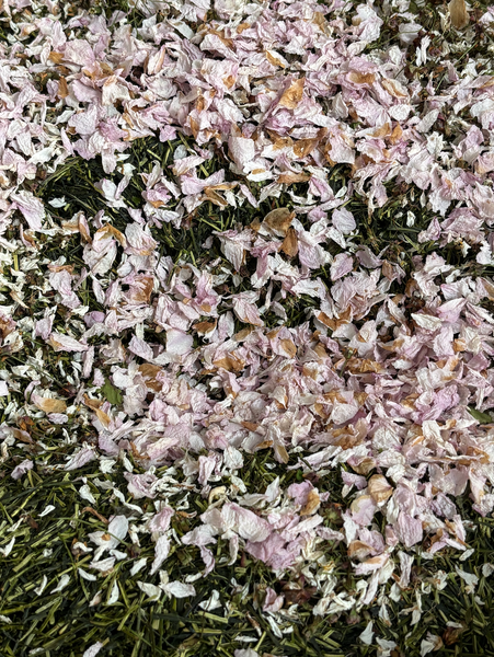 noguchi museum blend (cherry blossoms, pine, green tea)