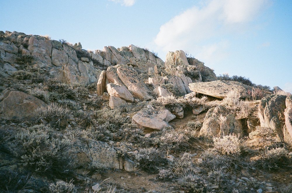 Wild Juniper